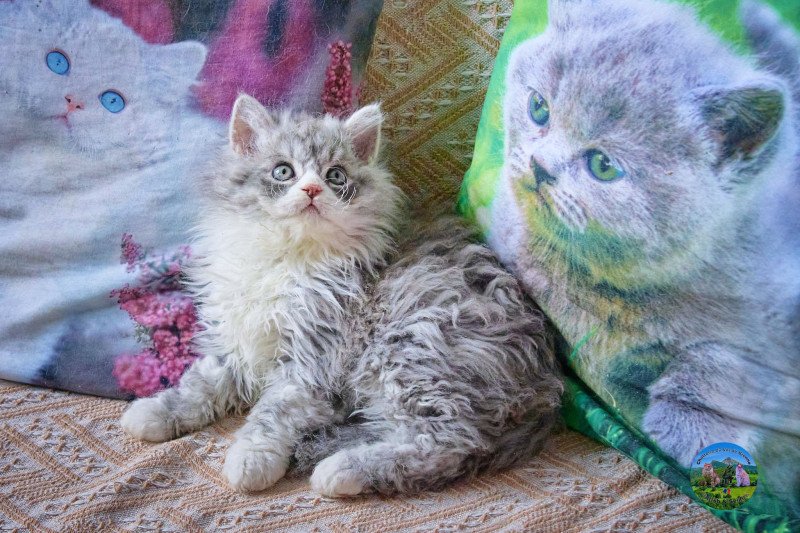 Atlas Du Val de Brenne Mâle Selkirk Rex Longhair