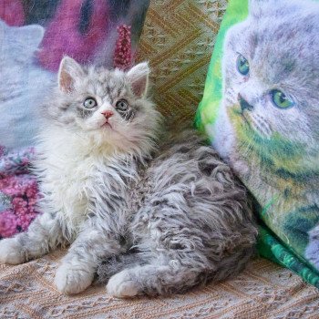 chaton Selkirk Rex Longhair blue smoke bicolor Atlas Chatterie du Val de Brenne