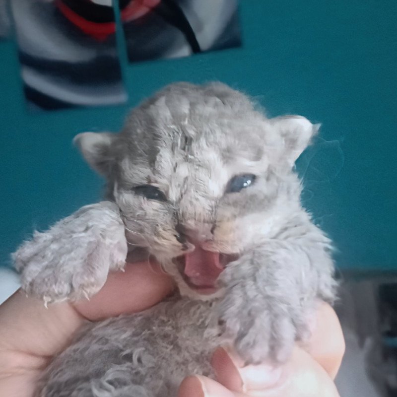 Azur Du Val de Brenne Mâle Selkirk Rex Longhair
