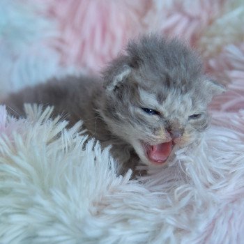 chaton Selkirk Rex Longhair blue smoke Azur Chatterie du Val de Brenne chaton Selkirk Rex Longhair blue smoke Azur Chatterie du Val de Brenne