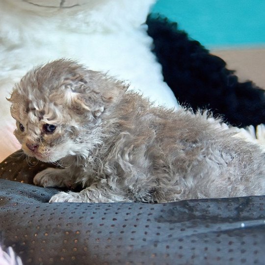 Azur Du Val de Brenne Mâle Selkirk Rex Longhair