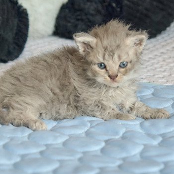 chaton Selkirk Rex Longhair blue smoke Azur Chatterie du Val de Brenne chaton Selkirk Rex Longhair blue smoke Azur Chatterie du Val de Brenne