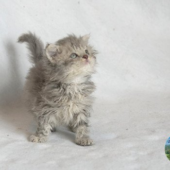 chaton Selkirk Rex Longhair blue smoke Azur Chatterie du Val de Brenne chaton Selkirk Rex Longhair blue smoke Azur Chatterie du Val de Brenne