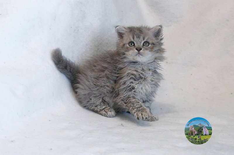 Azur Du Val de Brenne Mâle Selkirk Rex Longhair Azur Du Val de Brenne Mâle Selkirk Rex Longhair