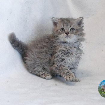 chaton Selkirk Rex Longhair blue smoke Azur Chatterie du Val de Brenne chaton Selkirk Rex Longhair blue smoke Azur Chatterie du Val de Brenne