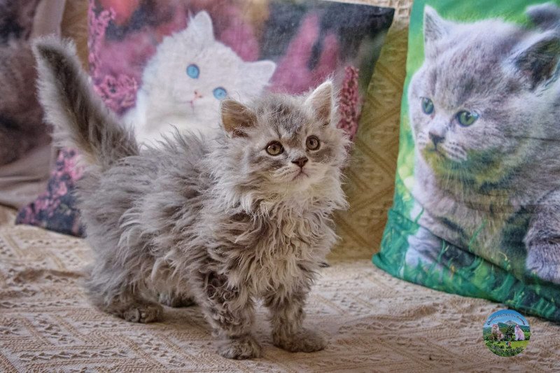 Azur Du Val de Brenne Mâle Selkirk Rex Longhair