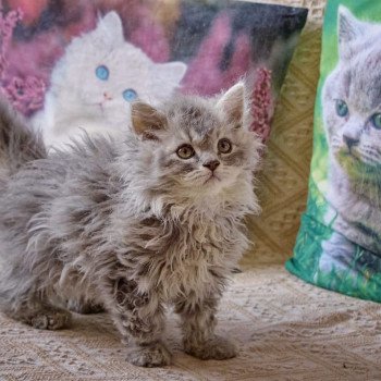 chaton Selkirk Rex Longhair blue smoke & blanc Azur Chatterie du Val de Brenne