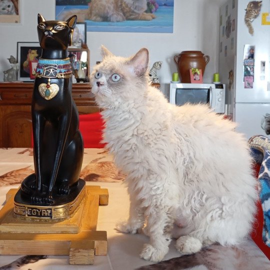 Umi des Clos'Dines Femelle Selkirk Rex Longhair