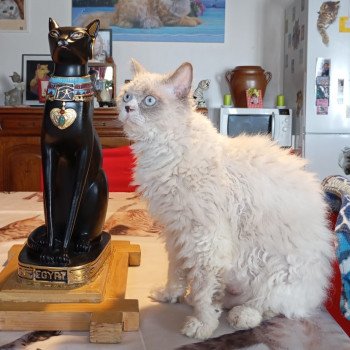 chat Selkirk Rex Longhair blue point & blanc Umi Chatterie du Val de Brenne chat Selkirk Rex Longhair blue point & blanc Umi Chatterie du Val de Brenne
