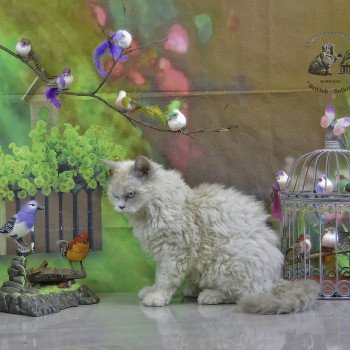 chat Selkirk Rex Longhair blue point & blanc Umi Chatterie du Val de Brenne chat Selkirk Rex Longhair blue point & blanc Umi Chatterie du Val de Brenne