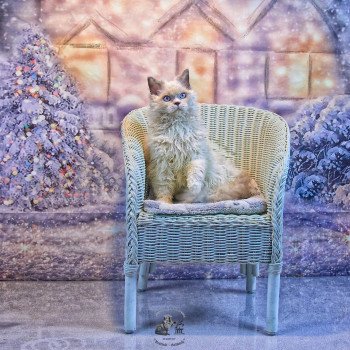 chat Selkirk Rex Longhair blue point & blanc Umi Chatterie du Val de Brenne chat Selkirk Rex Longhair blue point & blanc Umi Chatterie du Val de Brenne