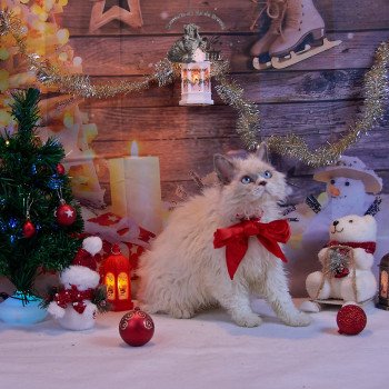 chat Selkirk Rex Longhair blue point & blanc Umi Chatterie du Val de Brenne chat Selkirk Rex Longhair blue point & blanc Umi Chatterie du Val de Brenne