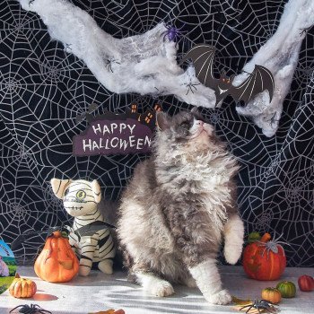 chaton #Selkirk Rex Longhair black smoke & blanc Vega Chatterie du Val de Brenne chaton #Selkirk Rex Longhair black smoke & blanc Vega Chatterie du Val de Brenne