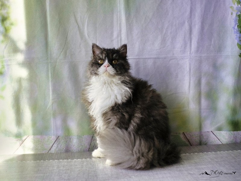 Vega Du Val de Brenne Femelle Selkirk Rex Longhair Vega Du Val de Brenne Femelle Selkirk Rex Longhair