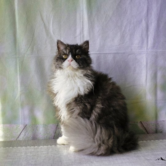 Vega Du Val de Brenne Femelle Selkirk Rex Longhair