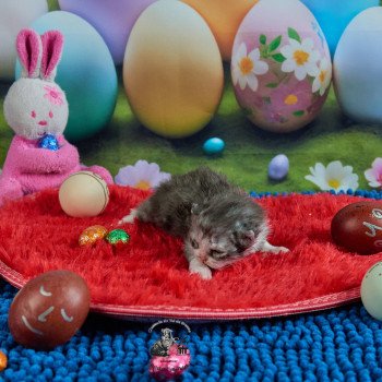 chaton Selkirk Rex Longhair black smoke & blanc Vega Chatterie du Val de Brenne chaton Selkirk Rex Longhair black smoke & blanc Vega Chatterie du Val de Brenne