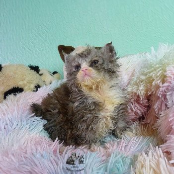 chaton Selkirk Rex Longhair black smoke & blanc Vega Chatterie du Val de Brenne