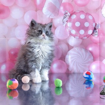 chaton Selkirk Rex Longhair black smoke & blanc Vega Chatterie du Val de Brenne chaton Selkirk Rex Longhair black smoke & blanc Vega Chatterie du Val de Brenne