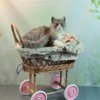 chaton Selkirk Rex Longhair black smoke & blanc Vega Chatterie du Val de Brenne chaton Selkirk Rex Longhair black smoke & blanc Vega Chatterie du Val de Brenne