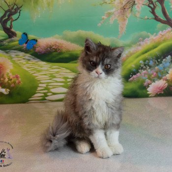 chaton Selkirk Rex Longhair black smoke & blanc Vega Chatterie du Val de Brenne chaton Selkirk Rex Longhair black smoke & blanc Vega Chatterie du Val de Brenne