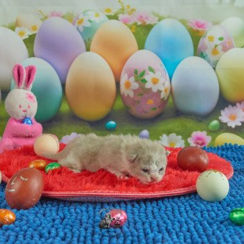 chaton Selkirk Rex Longhair lilac & blanc Venus Chatterie du Val de Brenne chaton Selkirk Rex Longhair lilac & blanc Venus Chatterie du Val de Brenne