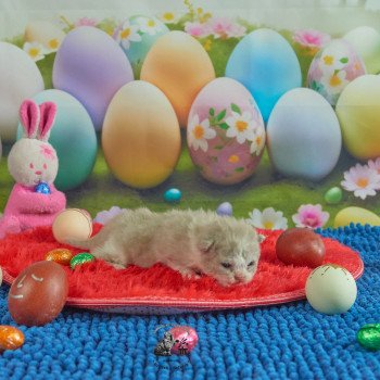 chaton Selkirk Rex Longhair lilac & blanc Venus Chatterie du Val de Brenne