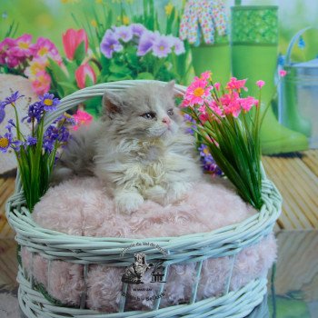 chaton Selkirk Rex Longhair lilac & blanc Venus Chatterie du Val de Brenne chaton Selkirk Rex Longhair lilac & blanc Venus Chatterie du Val de Brenne