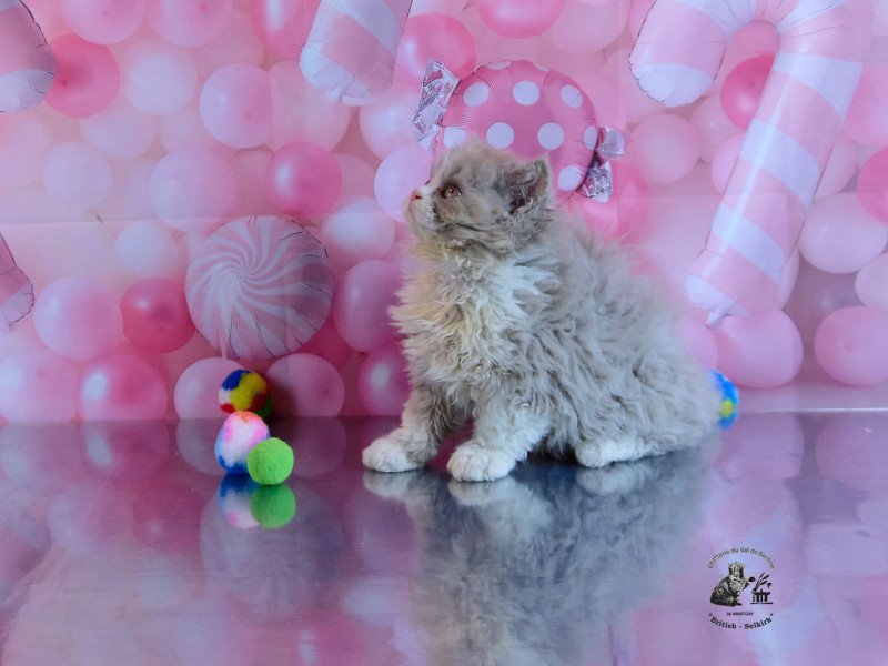 Venus Du Val de Brenne Femelle Selkirk Rex Longhair