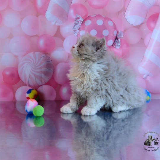 Venus Du Val de Brenne Femelle Selkirk Rex Longhair