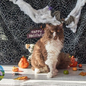 chaton #Selkirk Rex Longhair chocolate & blanc Vulcain Chatterie du Val de Brenne chaton #Selkirk Rex Longhair chocolate & blanc Vulcain Chatterie du Val de Brenne