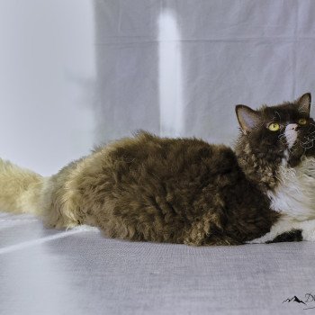 chaton Selkirk Rex Longhair chocolate & blanc Vulcain Chatterie du Val de Brenne chaton Selkirk Rex Longhair chocolate & blanc Vulcain Chatterie du Val de Brenne