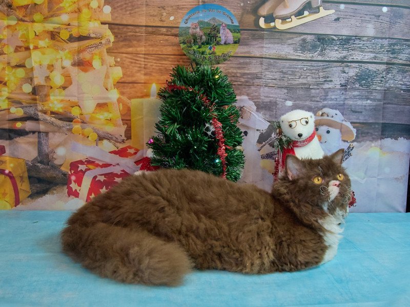 Vulcain Du Val de Brenne Mâle Selkirk Rex Longhair