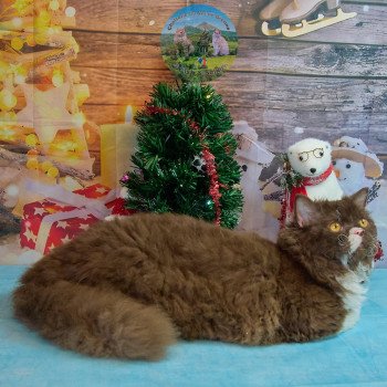 chaton Selkirk Rex Longhair chocolate & blanc Vulcain Chatterie du Val de Brenne chaton Selkirk Rex Longhair chocolate & blanc Vulcain Chatterie du Val de Brenne