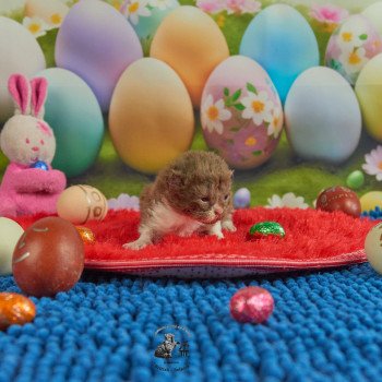 chaton Selkirk Rex Longhair chocolate & blanc Vulcain Chatterie du Val de Brenne chaton Selkirk Rex Longhair chocolate & blanc Vulcain Chatterie du Val de Brenne