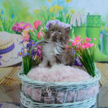 chaton Selkirk Rex Longhair cinnamon & blanc Vulcain Chatterie du Val de Brenne chaton Selkirk Rex Longhair cinnamon & blanc Vulcain Chatterie du Val de Brenne