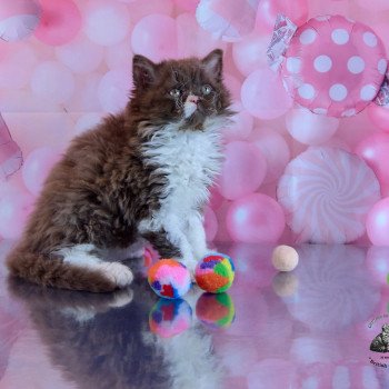 chaton Selkirk Rex Longhair chocolate & blanc Vulcain Chatterie du Val de Brenne chaton Selkirk Rex Longhair chocolate & blanc Vulcain Chatterie du Val de Brenne