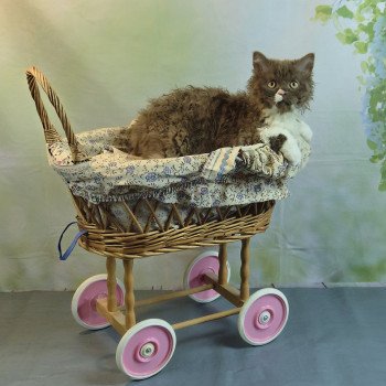 chaton Selkirk Rex Longhair chocolate & blanc Vulcain Chatterie du Val de Brenne chaton Selkirk Rex Longhair chocolate & blanc Vulcain Chatterie du Val de Brenne