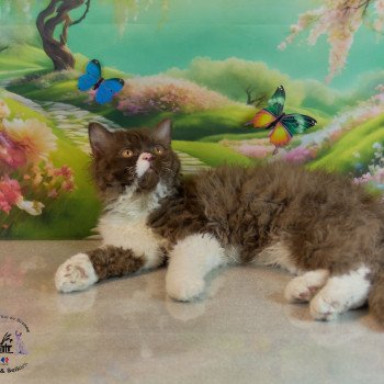 chaton Selkirk Rex Longhair chocolate & blanc Vulcain Chatterie du Val de Brenne chaton Selkirk Rex Longhair chocolate & blanc Vulcain Chatterie du Val de Brenne