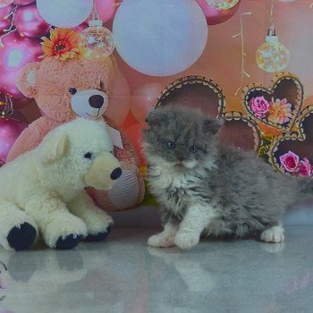 chaton Selkirk Rex Longhair blue & blanc Zebra Chatterie du Val de Brenne chaton Selkirk Rex Longhair blue & blanc Zebra Chatterie du Val de Brenne