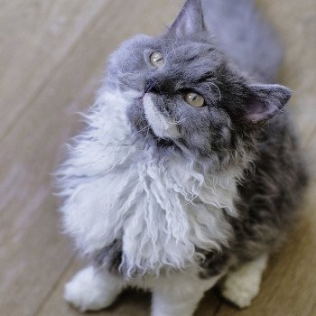 chaton Selkirk Rex Longhair blue & blanc Zebra Chatterie du Val de Brenne chaton Selkirk Rex Longhair blue & blanc Zebra Chatterie du Val de Brenne
