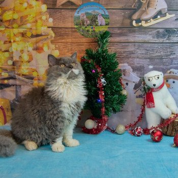 chaton Selkirk Rex Longhair blue & blanc Zebra Chatterie du Val de Brenne chaton Selkirk Rex Longhair blue & blanc Zebra Chatterie du Val de Brenne