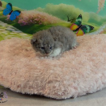 chaton Selkirk Rex Longhair blue & blanc Zebra Chatterie du Val de Brenne chaton Selkirk Rex Longhair blue & blanc Zebra Chatterie du Val de Brenne