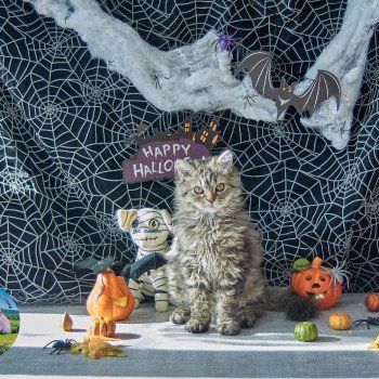 chaton# Selkirk Rex Longhair brown tabby Zarael Chatterie du Val de Brenne chaton# Selkirk Rex Longhair brown tabby Zarael Chatterie du Val de Brenne