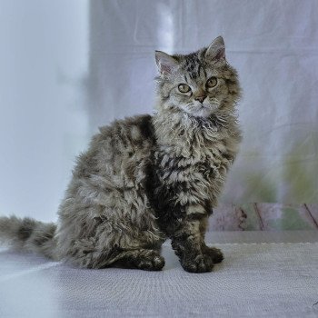 chaton Selkirk Rex Longhair brown tabby Zarael Chatterie du Val de Brenne chaton Selkirk Rex Longhair brown tabby Zarael Chatterie du Val de Brenne