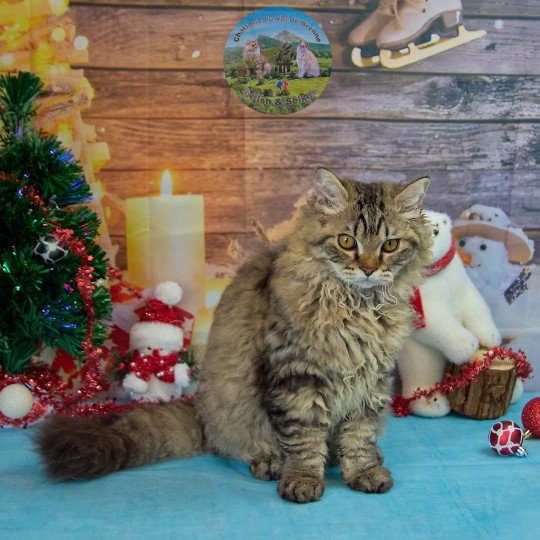 Zarael Du Val de Brenne Mâle Selkirk Rex Longhair