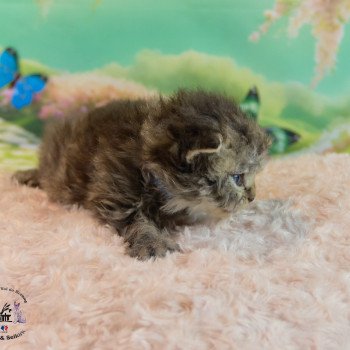 chaton Selkirk Rex Longhair black smoke Zarael Chatterie du Val de Brenne chaton Selkirk Rex Longhair black smoke Zarael Chatterie du Val de Brenne