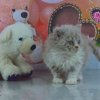 chaton Selkirk Rex Longhair lilac & blanc Zéphyr Chatterie du Val de Brenne chaton Selkirk Rex Longhair lilac & blanc Zéphyr Chatterie du Val de Brenne