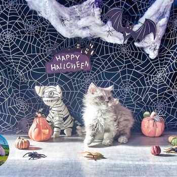 chaton #Selkirk Rex Longhair lilac & blanc Zéphyr Chatterie du Val de Brenne chaton #Selkirk Rex Longhair lilac & blanc Zéphyr Chatterie du Val de Brenne