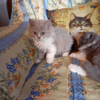 chaton Selkirk Rex Longhair lilac & blanc Zéphyr Chatterie du Val de Brenne chaton Selkirk Rex Longhair lilac & blanc Zéphyr Chatterie du Val de Brenne