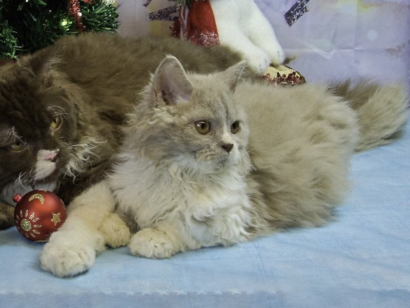 Zéphyr Du Val de Brenne Mâle Selkirk Rex Longhair Zéphyr Du Val de Brenne Mâle Selkirk Rex Longhair